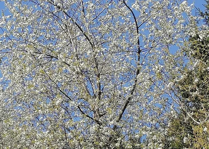 Riedbach In Mutters By Interhome Daire *