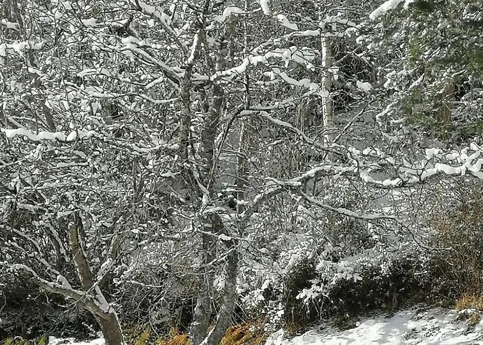 Appartement Riedbach In Mutters By Interhome *